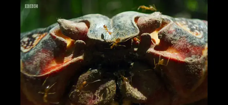 Yellow crazy ant (Anoplolepis gracilipes) as shown in Planet Earth II - Islands